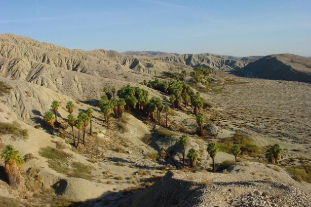 Coachella Valley Preserve